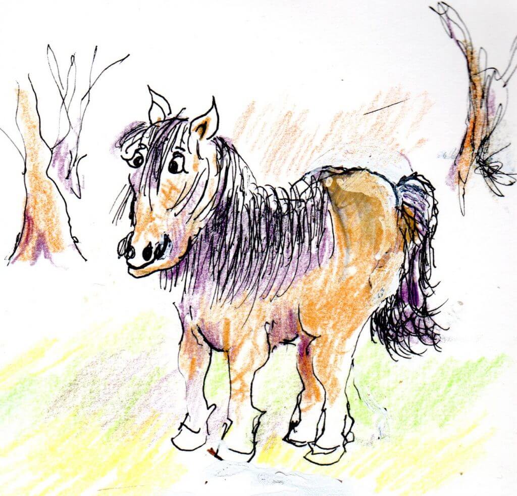 Marden Pony copyright Patrick Cogswell